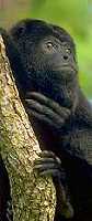 Ape