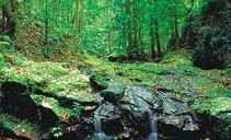 Brisbane Rainforest