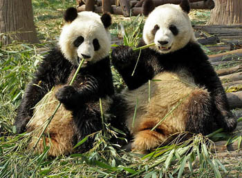 Giant Pandas at Chengdu