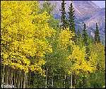 Aspen Colorado