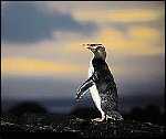 Penguin - New Zealand