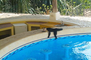 Elcantico Villa, Vacation Rental Luxury Home, Manuel Antonio, Costa Rica