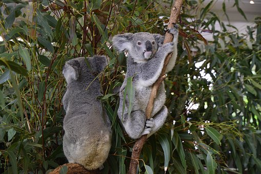 Koala bears