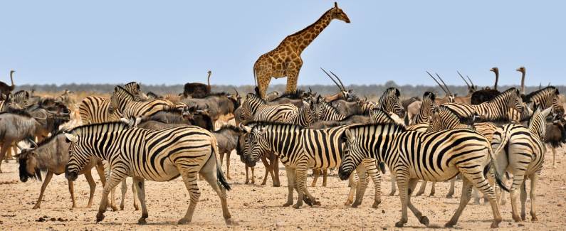 Zebras, giraffe and ostriches