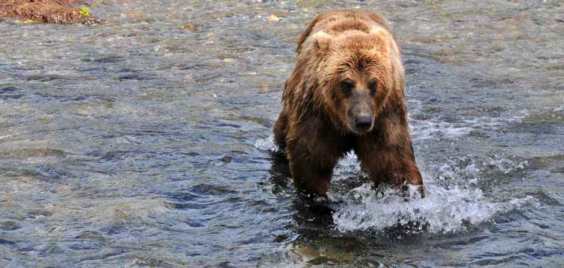 Bear fishing for salmon in Alaska