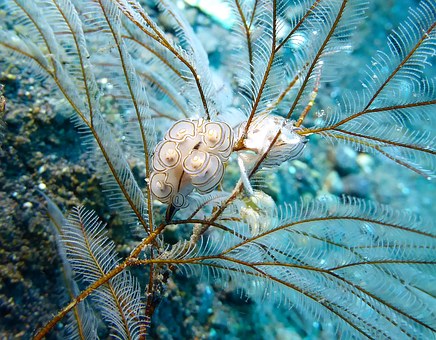 Scuba diving in Bali