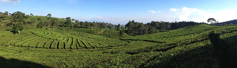 Tea plantation in Bandung, Indonesia