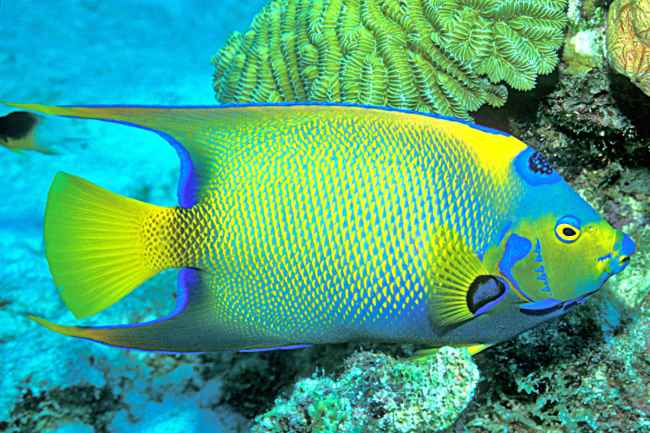 Queen angelfish in Bonaire
