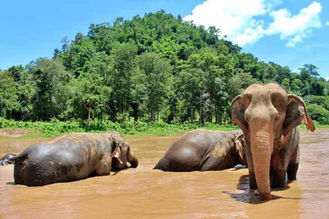 Elephants in Chiang Mai, Thailand