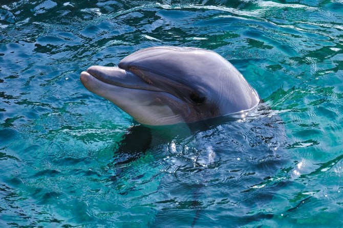 Dolphin in the Azores Islands, Portugal