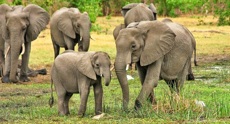 Elephants in South Luangwa National Park