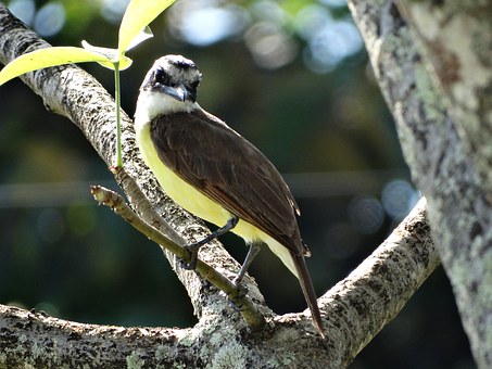 Bird in French Guiana