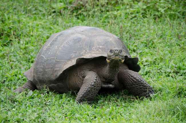 Giant tortoise in the Galapagos Islands