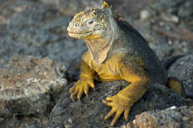 Land iguana in the Galapagos Islands