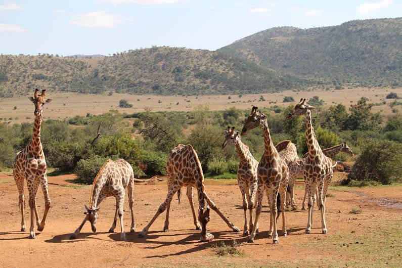 Giraffe in Pilanesberg National Park, South Africa