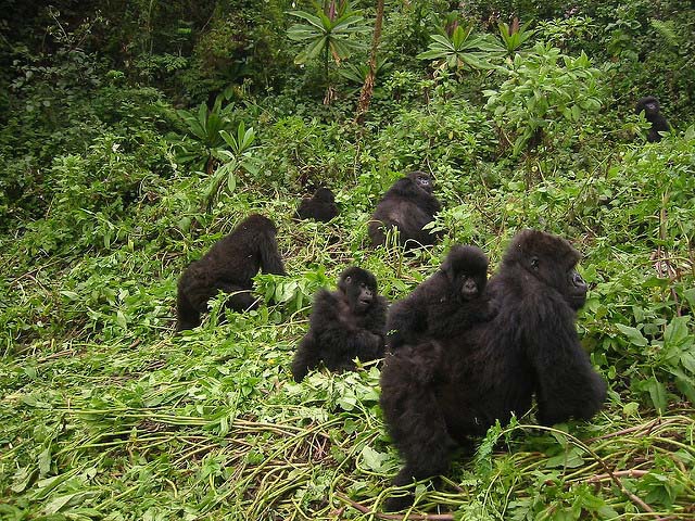 Mountain gorilla family in Rwanda
