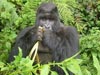 Mountain gorilla trekking in Rwanda