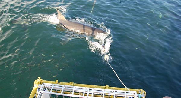 Great white shark diving