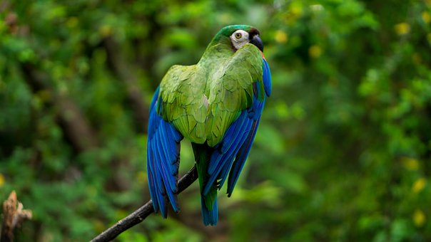 Parrot in Guayaquil
