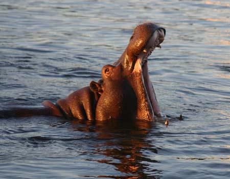 Hippo at Victoria Falls
