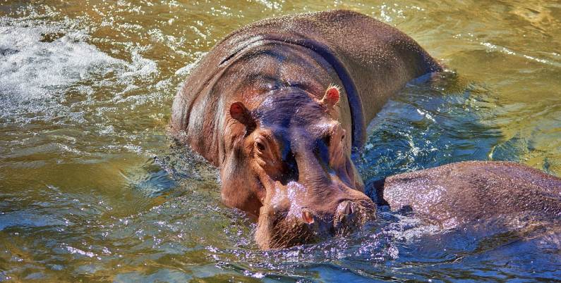 Hippos in the Zambezi River, Zambia