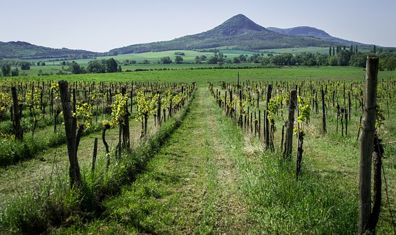 Vineyards of Hungary