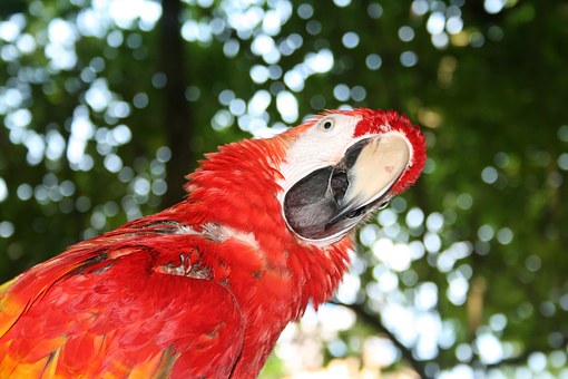 Parrot in Jamaica