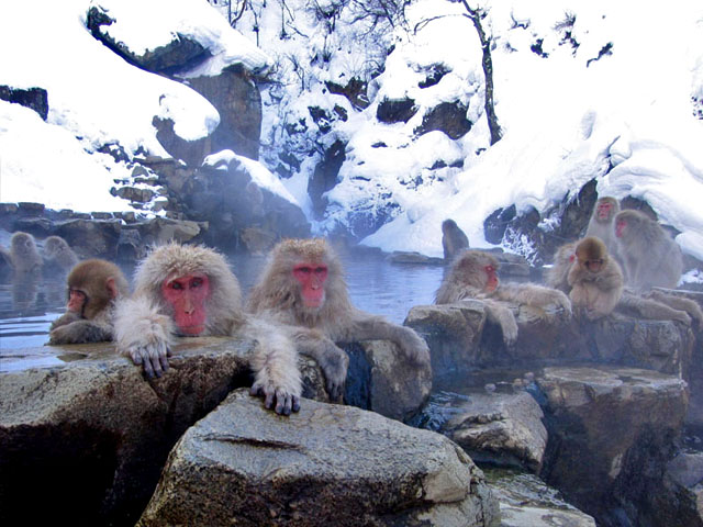 Snow monkeys enjoy their own personal spa