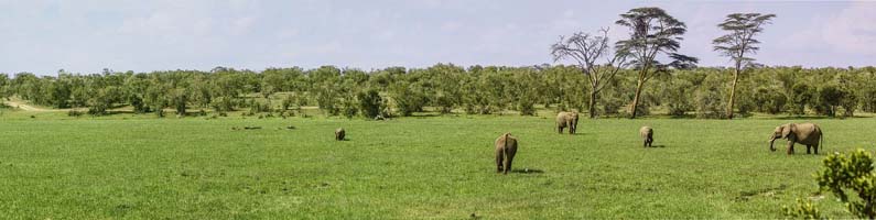 Elephants on the plains of Kenya