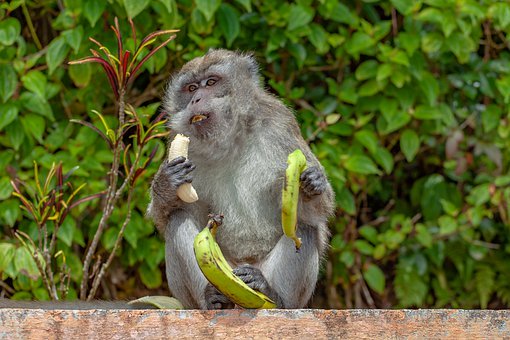 Mauritius monkey
