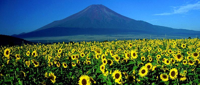 Mount Fuji with sunflowers