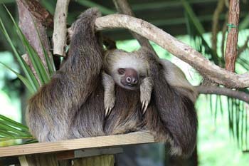 Panama sloth