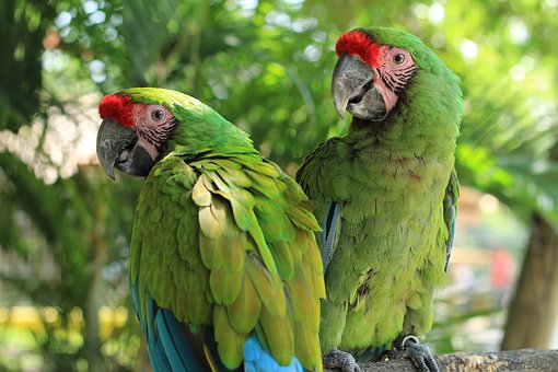 Parrots in Playa del Carmen