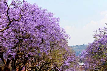 Jacaranda trees in Pretoria, South Africa