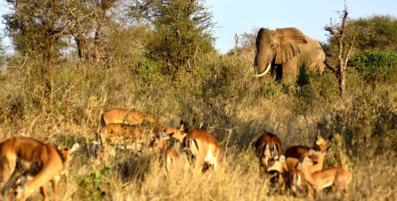 Elephant and impala
