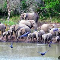 Thula Thula Exclusive Private Game Reserve and Safari Lodge