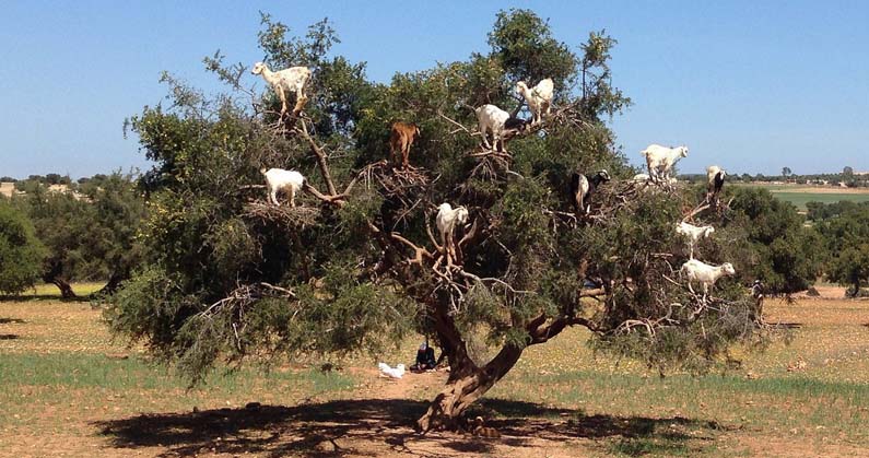 The Tree Goats of Morocco