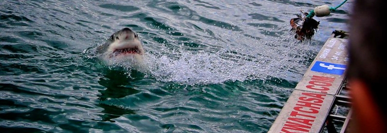 Great White Shark in Gansbaai, South Africa