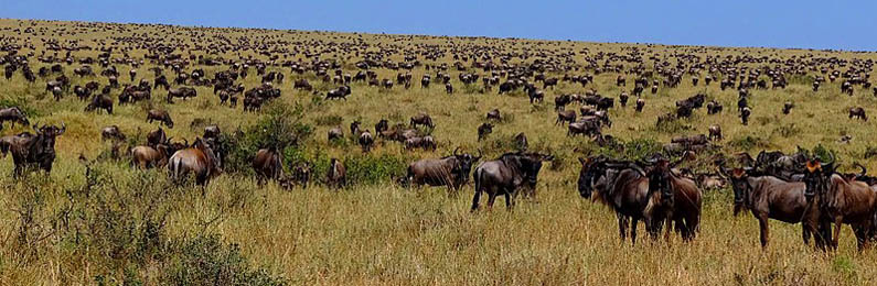 Wildebeest during the Great Migration in Masai Mara, Kenya