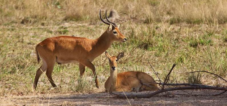 Male and female puku in Kafue National Park, Zambia