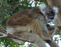 Female black lemur