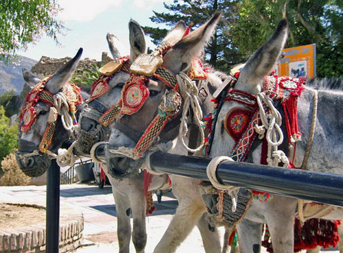 Donkeys in Mijas