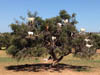Tree goats of Morocco