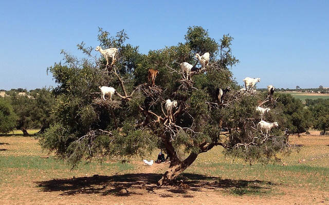 Tree goats in Morocco