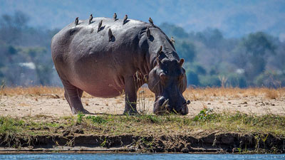Hippo on the Zambezi River, Zimbabwe