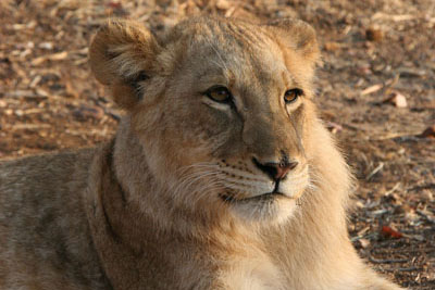 Walk with the lions in Zimbabwe