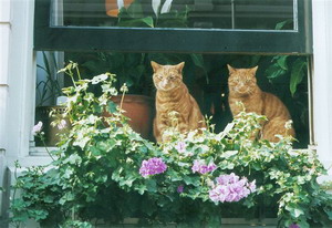 Our two cats - Barangay Bed and Breakfast - Amsterdam - Netherlands - Click for larger image