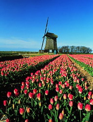 Netherlands - Windmill