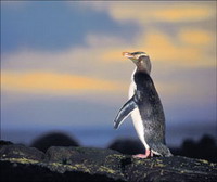 Penguin - Otago Peninsula