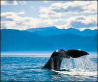 Whale off Kaikoura